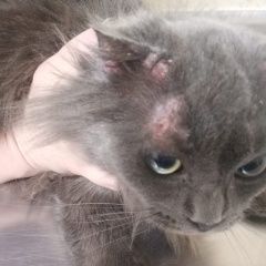 Фото: найдена кошка «Найдена кошка Орехово-Зуево» в г. Орехово-Зуево